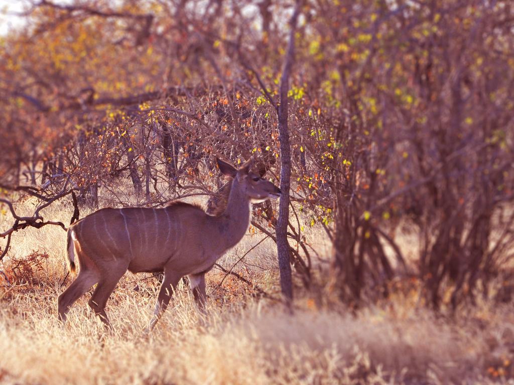 Dinkweng Safari Lodge The Waterberg Biosphere Dış mekan fotoğraf